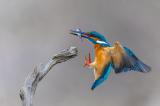 Eisvogel_Landsberg-Lech-_3-von-1_.jpg