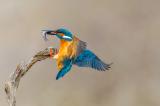 Eisvogel_Landsberg-Lech-_4-von-1_-PS.jpg