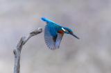 Eisvogel_Landsberg-Lech-_5-von-1_-PS.jpg