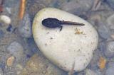 Erdkroete-_Bufo-bufo_-Kaulquppe-mit-Hinterbeinen-Lechauen-PS.jpg
