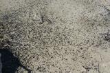 Erdkroete-_Bufo-bufo_-Lechauen------_1_-PC.jpg