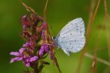 Faulbaum-Blaeuling-_Celastrina-argiolus_-Pfaffenwinkel-PS.jpg