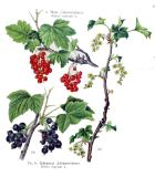 Friedrich_Losch_Kraeuterbuch_1914_Johannisbeeren_usw_IMG_3597-PS.jpg