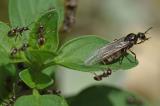 GYNE_Schwarze-Wegameise-_Lasius-niger_-PS-2.jpg