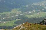Gaemsen-auf-dem-Saeuling.-Blick-ins-Tiroler-Lechtal--14.08-PS.jpg