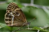 Gelbringfalter-_Lopinga-achine_-ruesselt-Honigtau-Lechauen--PS.jpg