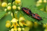 Gemeine-Feuerwanze-_Pyrrhocoris-apterus_-Alb-PS.jpg