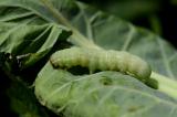 Gemueseeule-_Lacanobia-_Diataraxia_-oleracea_-auf-Bio-Blumenkohl-PS.jpg