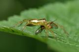 Gerandete-Jagdspinne-_Dolomedes-fimbriatus_-juv-PS.jpg