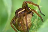 Gerandete-Jagdspinne-_Dolomedes-fimbriatus_-w-mit-Kokon-Pfaffenwinkel--_2__bearbeitet-1-PS.jpg