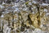 Hahnberg-Stromatolithe-PS-2.jpg