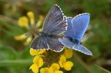 Himmelblauer-Blaeuling-_Polyommatus-bellargus_-blau-bestaeubtes-Weibchen-Lechauen--_2_-P.jpg