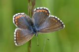 Himmelblauer-Blaeuling-_Polyommatus-bellargus_-w-leicht-blau-bestaeubt-Flugplatzheide--PS-3.jpg