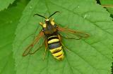 Hornissen-Glasfluegler-_Sesia-apiformis_-Donauauen__1_-PS.jpg