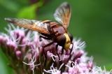 Hornissenschwebfliege-_Volucella-zonaria-Hafenlohrtal-_2_-PS.jpg