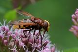 Hornissenschwebfliege-_Volucella-zonaria-Hafenlohrtal-_3_-PS.jpg