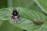 Hummel-Waldschwebfliege-_volucella-bombylans_-u-Scheckhorn-Distelbock-_Agapanthia-villosoviridescens_-Pfaffenwinkel-PS.jpg