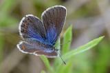 Idas-Blaeuling-_Plebejus-idas_-blaubestaeubtes-Weibchen-Augsburg-PS.jpg