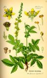 Illustration_Agrimonia_eupatoria_PS.jpg