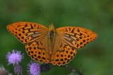 Kaisermantel-_Argynnis-paphia_-Lechauen-PS-2.jpg