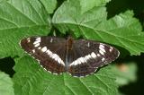 Kleiner-Eisvogel-_Limenitis-camilla_-lechauen-PS.jpg