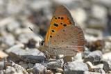 Kleiner-Feuerfalter-_Lycaena-phlaeas_-Mainfranken-PS.jpg