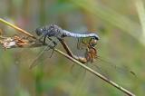 Kleiner_Blaupfeil_75__Orthetrum_coerulescens_,_Paarung,_Bronnen-PS.jpg