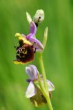 Lefrancoissche-Sklavenameise-Formica-fuscocinerea-auf-Hummelragwurz-Ophrys-holoserica-Lechauen-_2_-PS.jpg