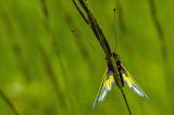 Libellen-Schmetterlingshaft-_Libelloides-coccaius_-2016_05_10-Kaiserstuhl-Ohrberg-P5100504-PS.jpg
