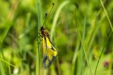 Libellen-Schmetterlingshaft-_Libelloides-coccaius_-2017_05_25-Filstal-Kornberg-P5256608-PS.jpg