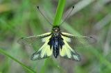 Libellen-Schmetterlingshaft-_Libelloides-coccajus_-Frankenjura--_4_-PS.jpg