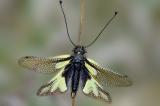Libellen-Schmetterlingshaft-_Libelloides-coccajus_-Kaiserstuhl-_2_-PS.jpg