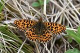 Magerrasen-Perlmutterfalter-_Boloria-dia_-Ries--PS.jpg