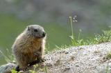 Marmota-marmota-Alpenmurmeltier.-juvenil-3-PS.jpg