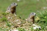 Marmota-marmota-Alpenmurmeltier.-juvenil-PS.jpg