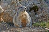 Marmota-marmota-Alpenmurmeltier.jpg
