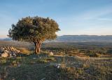 Montes_de_Vitoria_-_Quercus_ilex_01-PS.jpg