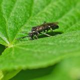 OK118080091Macrophya-albicincta_sive_alboannulata2025-05-14AIC-PS.jpg