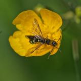OK118082189Cephus-spinipes2025-05-14AIC-PS.jpg