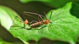 OK118084280Limonia-nigropunctataPaarg2025-05-14AIC-PS.jpg