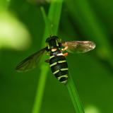 OK118460087Xanthogramma-citrofasciatumW2025-05-19NSGKissH-PS.jpg
