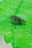 OK121649021Dolichopus-plumipes2025-06-11Sylt-PS.jpg