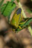 OK123678993-Ginsterwanze-PS.jpg