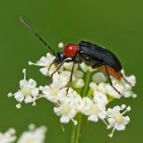 OK123681869Blauschwarzer_KugelhalsbockDinoptera-collaris20250623NSGKissH-PS-.jpg
