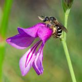 OK124202747-12025-06-25Spargel-SchmalbieneLasioglossum-sexnotatumNSGKissH-PS-5.jpg