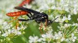 OK124216332-1Amblyjoppa-fuscipennis2025-06-24NSGKissH-PS.jpg