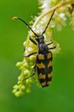 OK125944019VierbindigerSchmalbock.Leptura_quadrifasciata2025-06-30NSGStawaA-PS.jpg