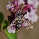OK127057511Hornklee-GlasflueglerBembecia_ichneumoniformis2025-07-13AIC-PS.jpg