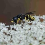 OK127062907KleineSilbermundwespeLestica_clypeataW2025-07-13AIC-PS.jpg