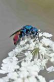OK127064497GemeineGoldwespeSammelartChrysis-ignita-gr2025-07-13AIC-PS.jpg